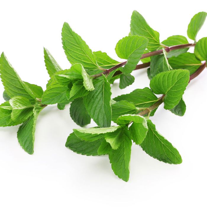 Menta - Imagen 2